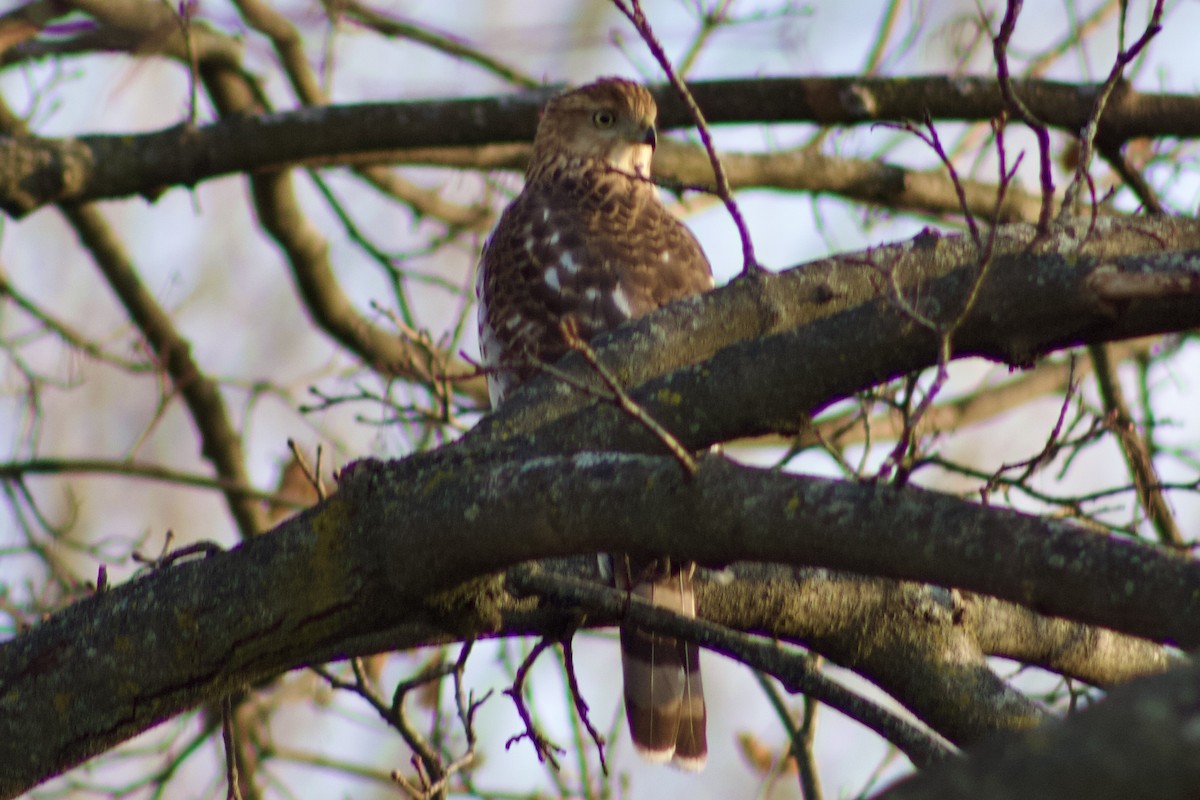 Cooper's Hawk - ML627525980