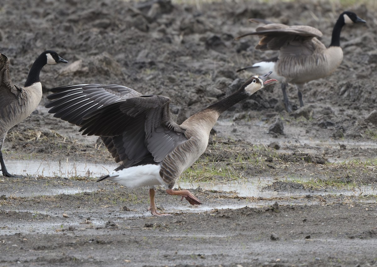 Domestic goose sp. x Canada Goose (hybrid) - ML627526005