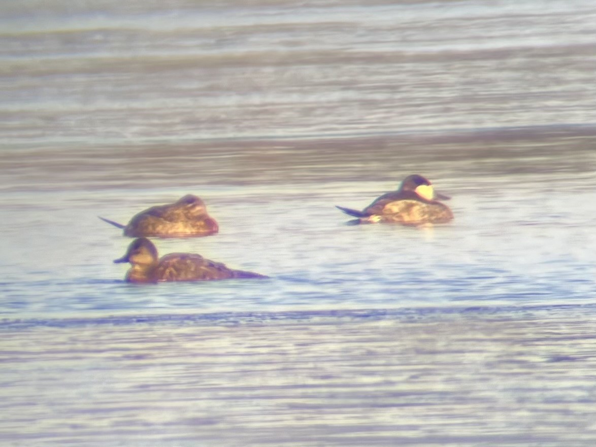 Ruddy Duck - ML627526205