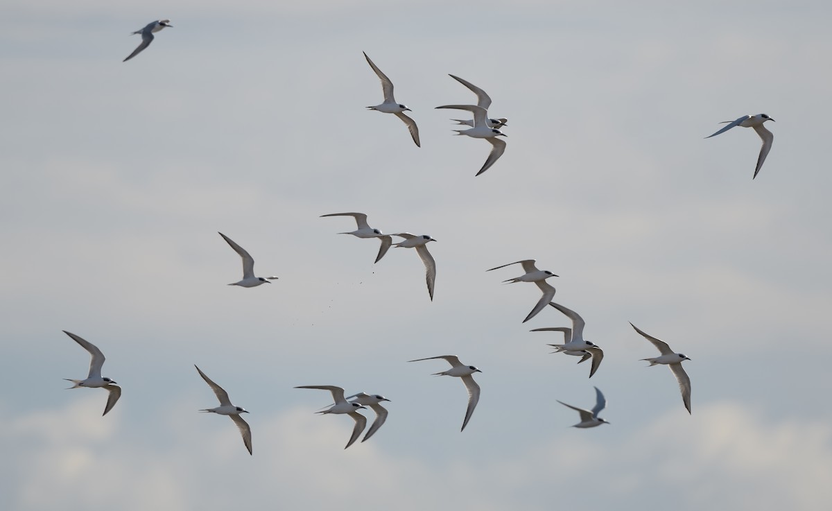 Forster's Tern - ML627526293