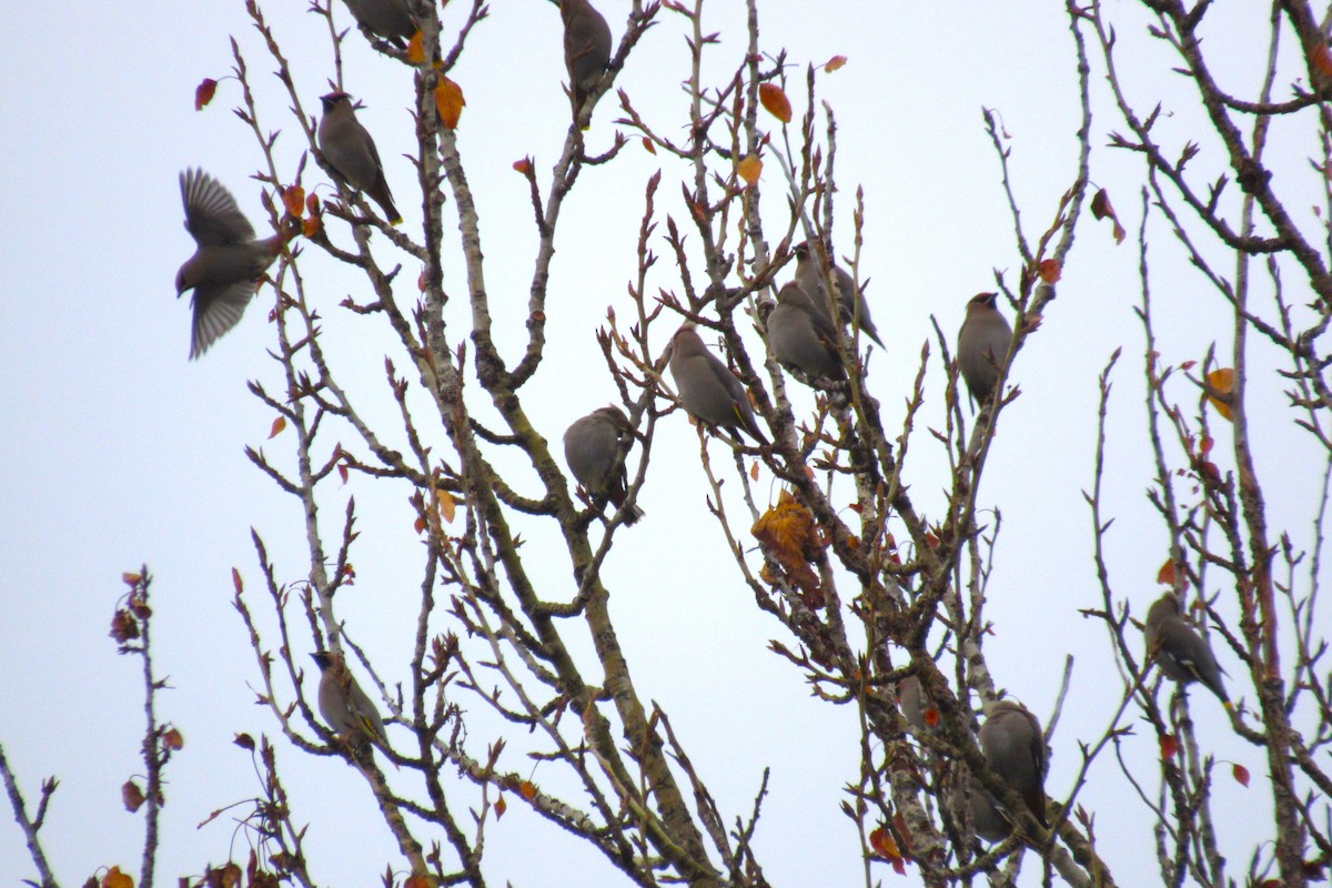 Bohemian Waxwing - ML627526296