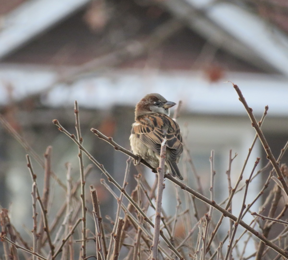 House Sparrow - ML627526443