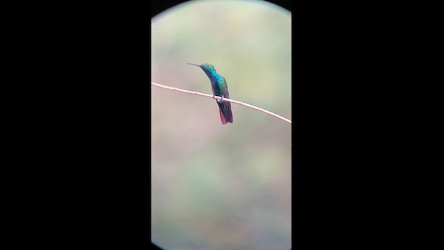 Black-throated Mango - ML627526506