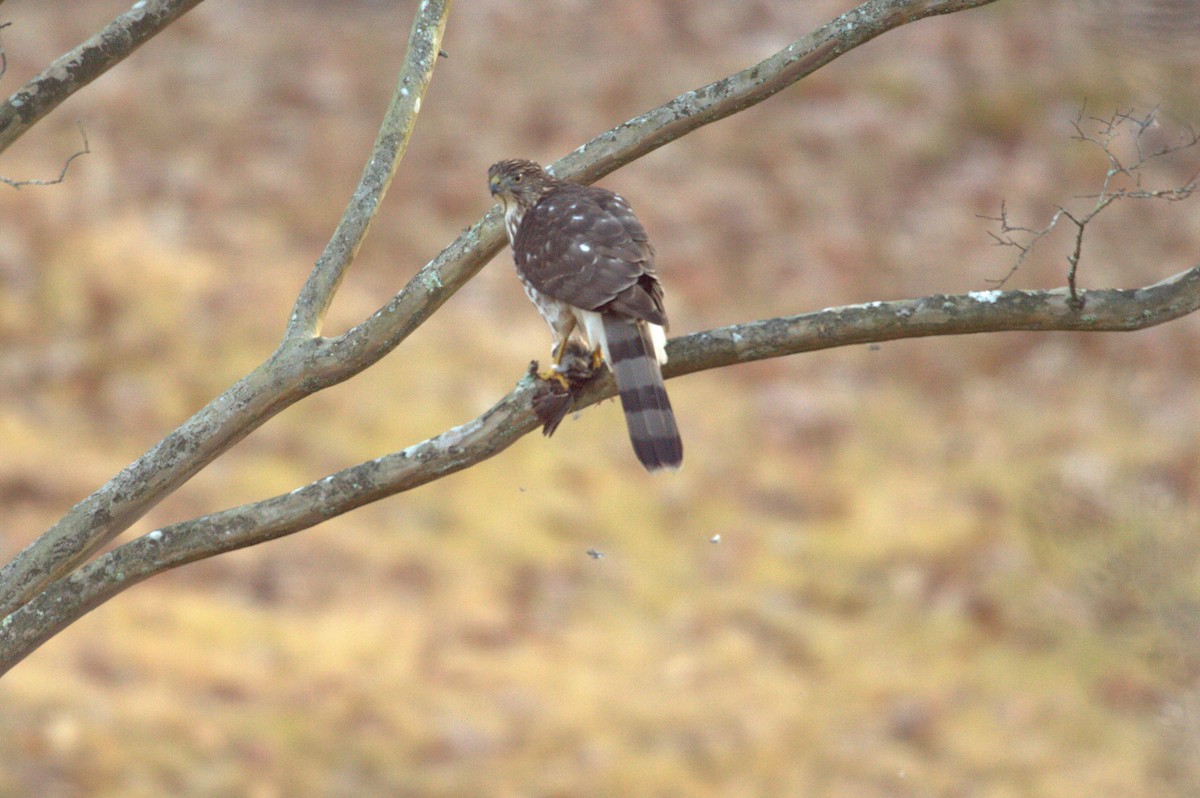 Cooper's Hawk - ML627526518