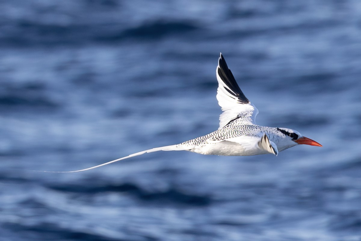 Red-billed Tropicbird - ML627526527