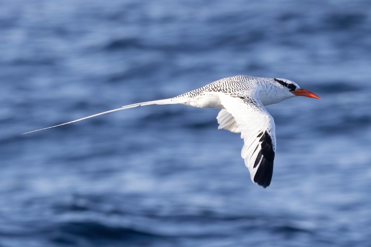 Red-billed Tropicbird - ML627526530