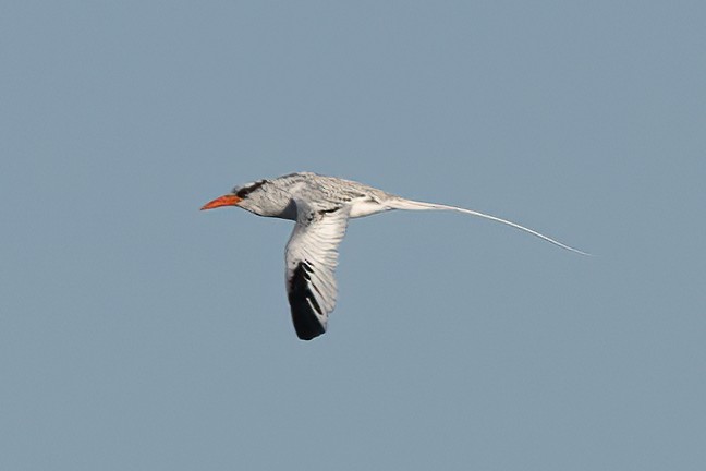 Red-billed Tropicbird - ML627526545