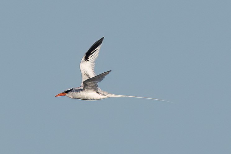 Red-billed Tropicbird - ML627526546