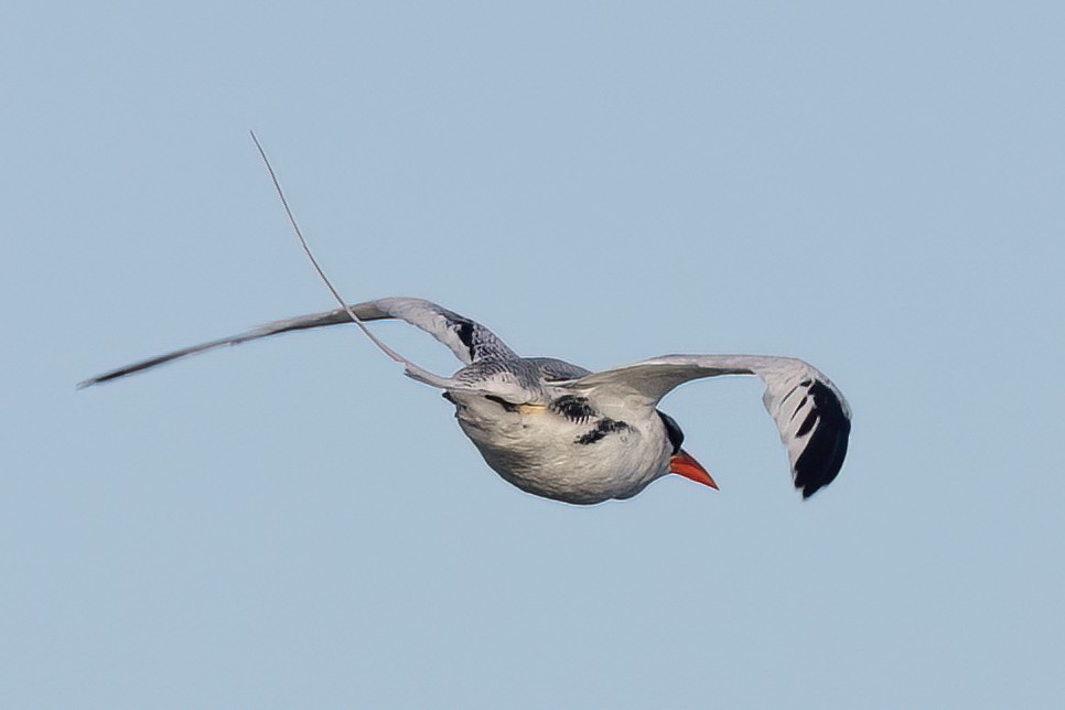 Red-billed Tropicbird - ML627526547
