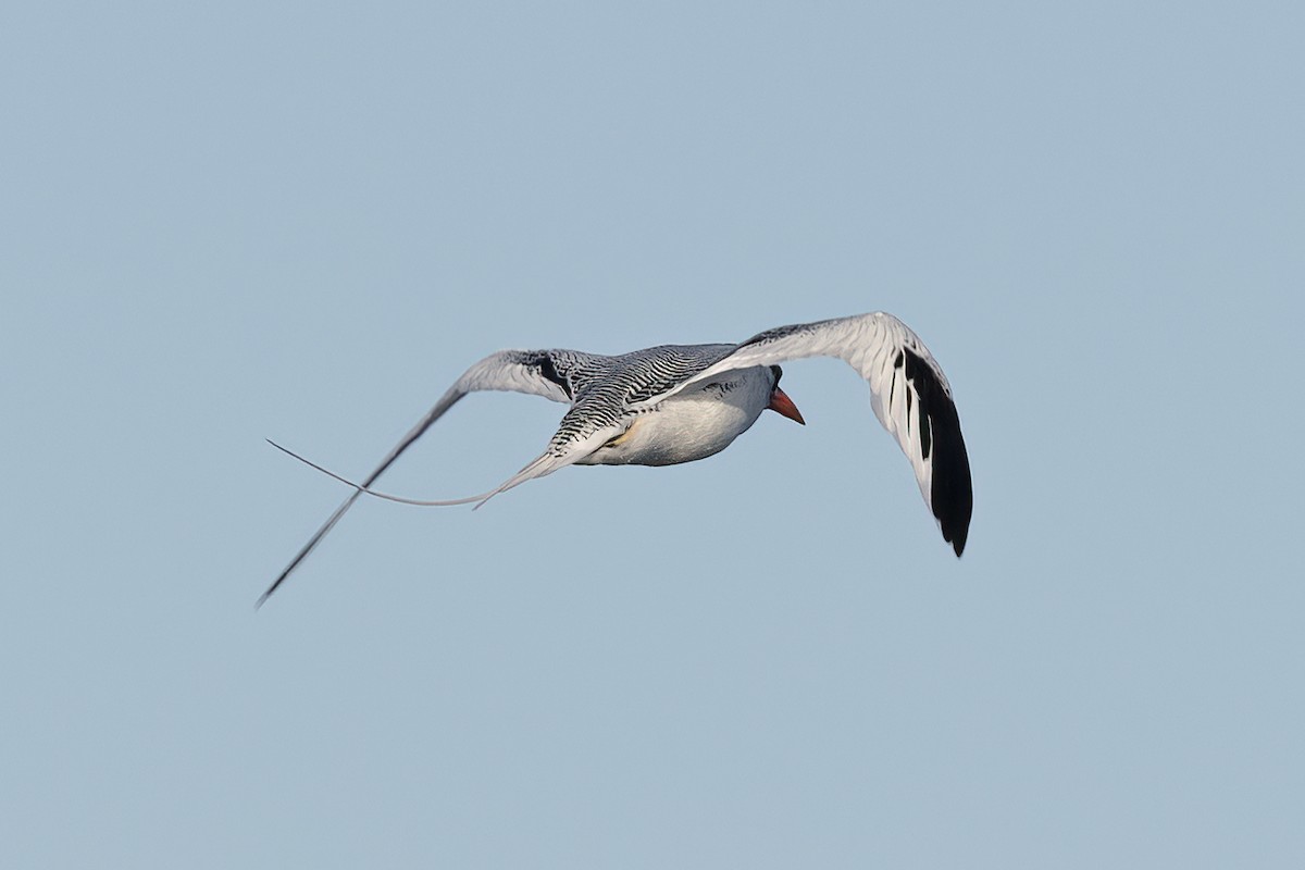 Red-billed Tropicbird - ML627526548