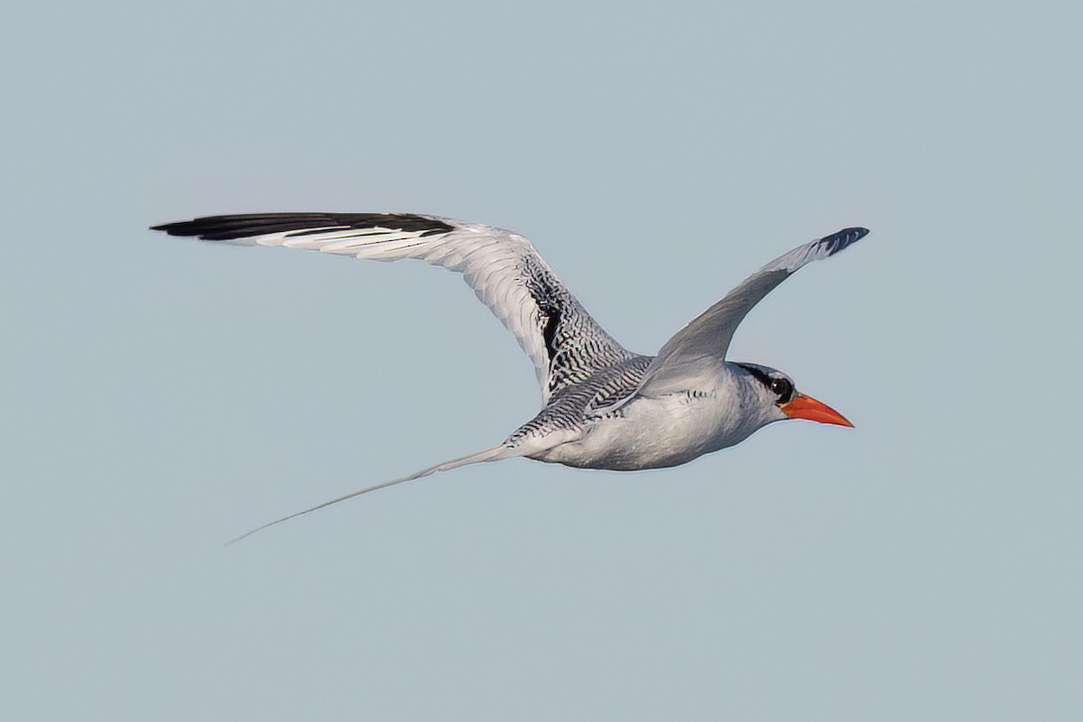 Red-billed Tropicbird - ML627526549