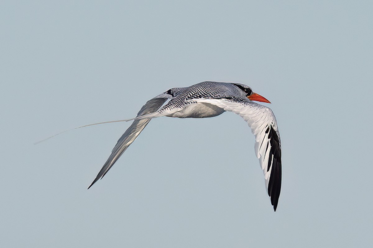 Red-billed Tropicbird - ML627526550