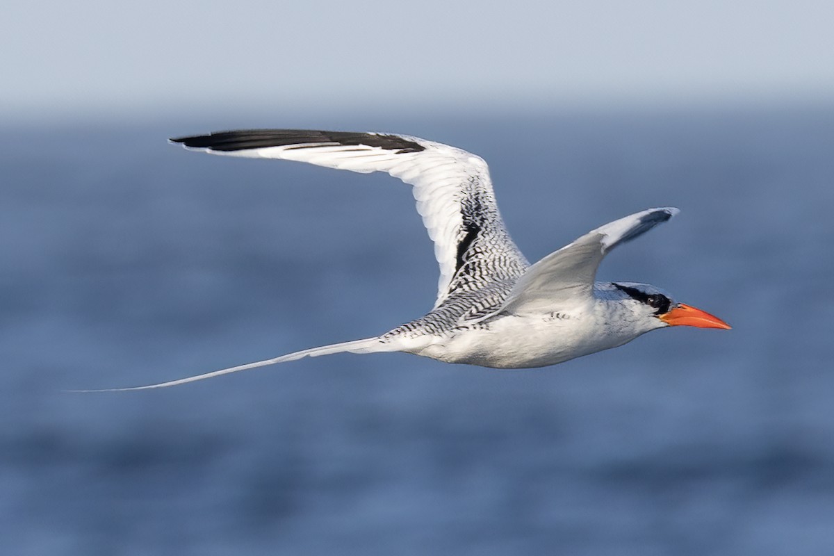 Red-billed Tropicbird - ML627526551