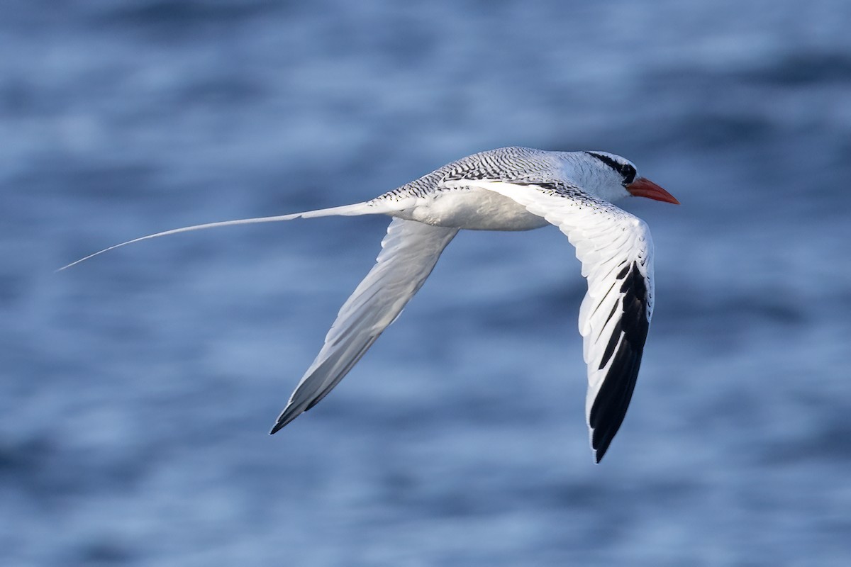 Red-billed Tropicbird - ML627526552