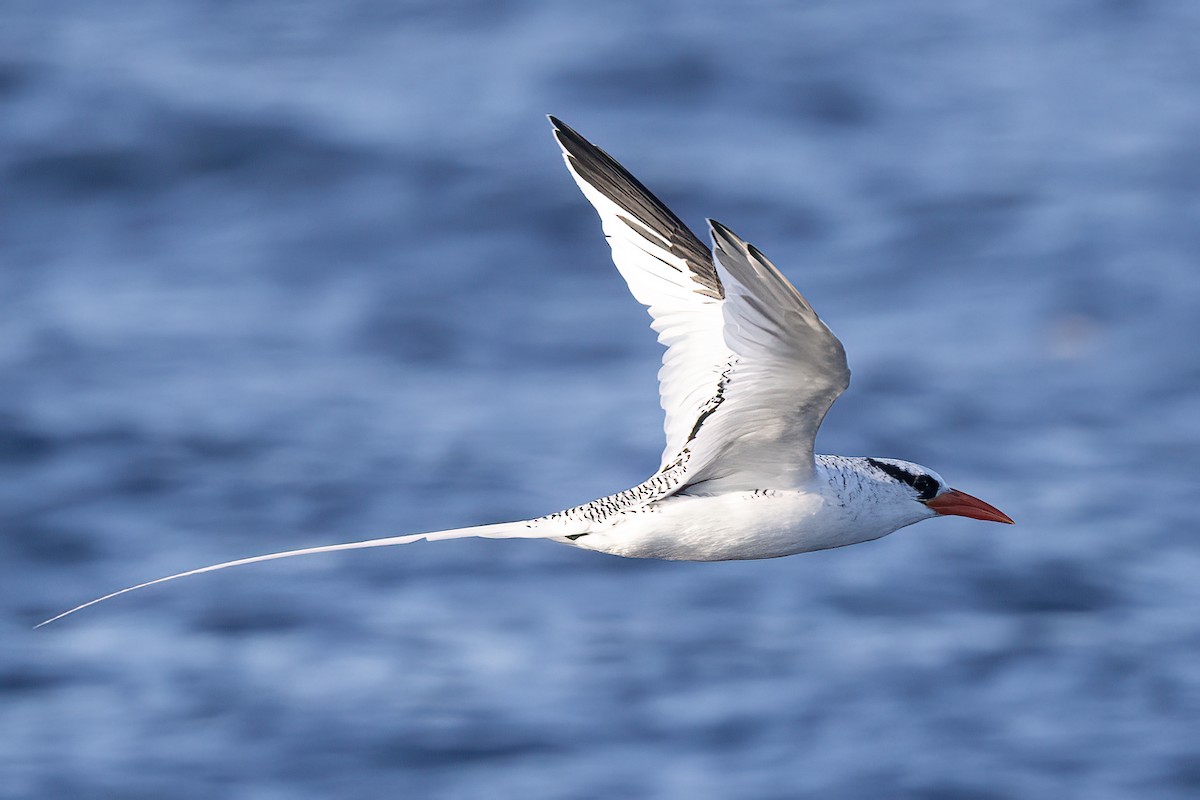 Red-billed Tropicbird - ML627526553