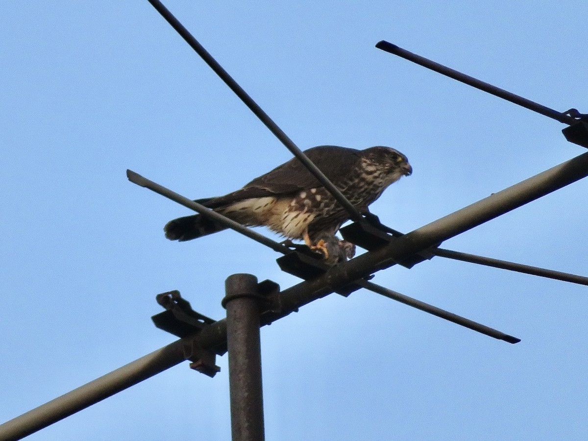 Merlin - ML627526754