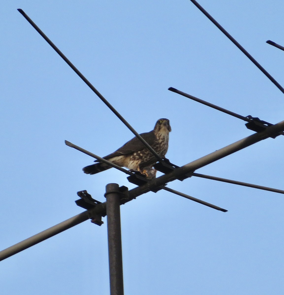 Merlin - ML627526755