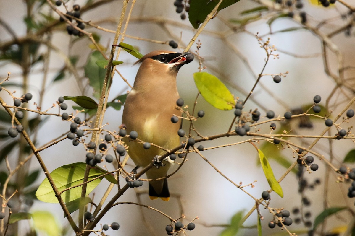 brkoslav americký - ML627526771