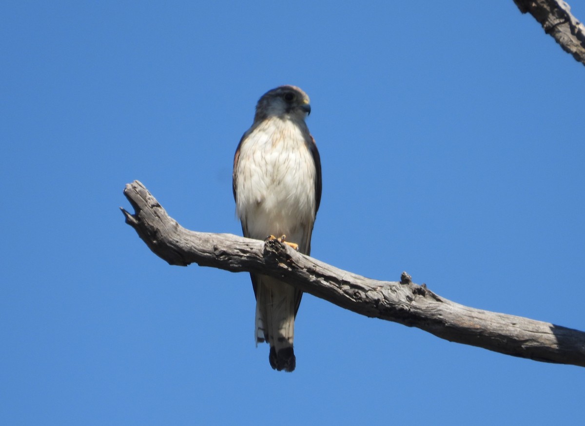 Nankeen Kestrel - ML627526801