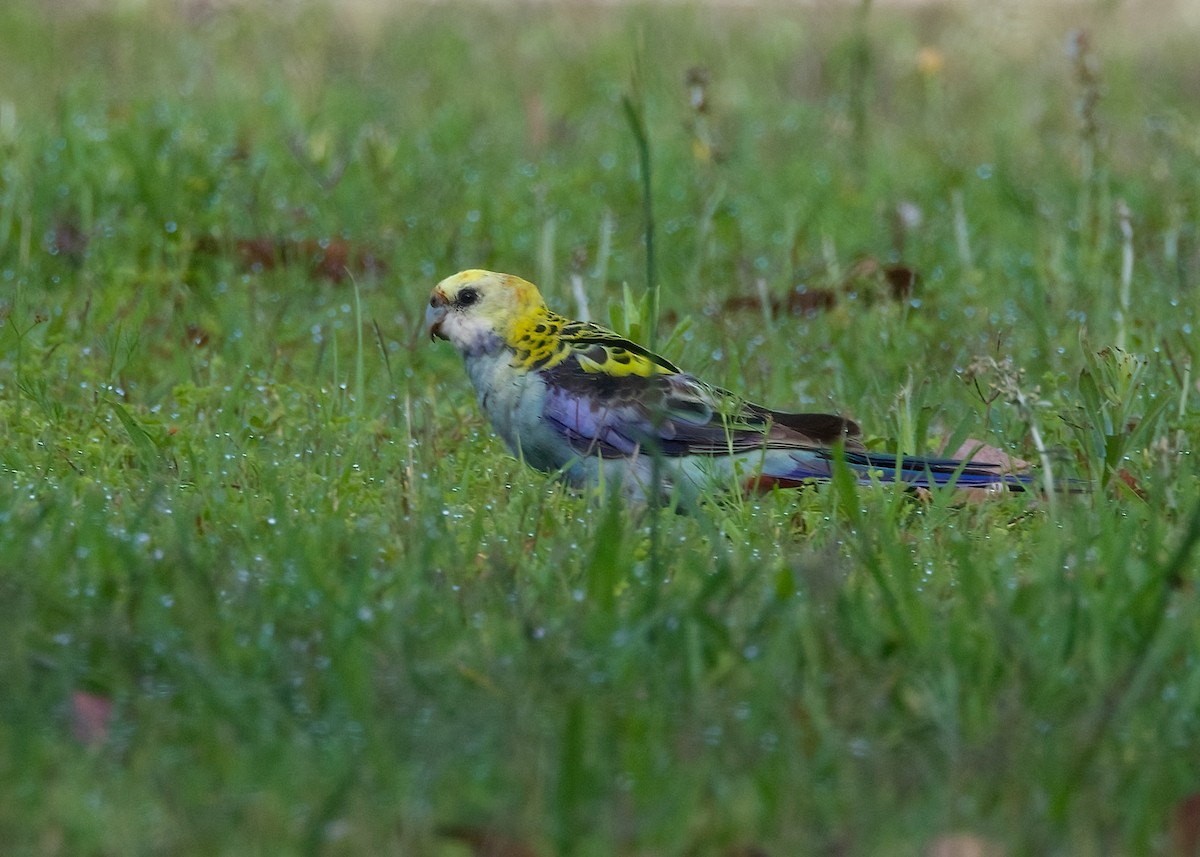 Pale-headed Rosella - ML627526886