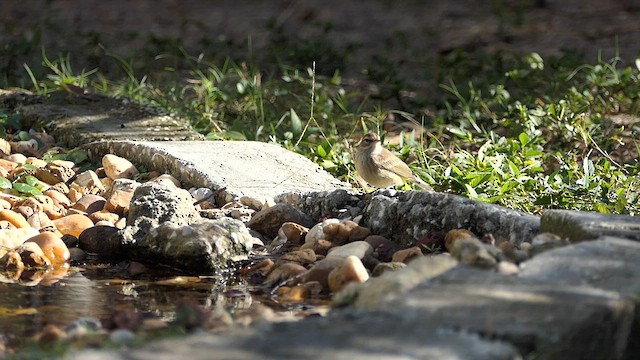Palm Warbler - ML627526900