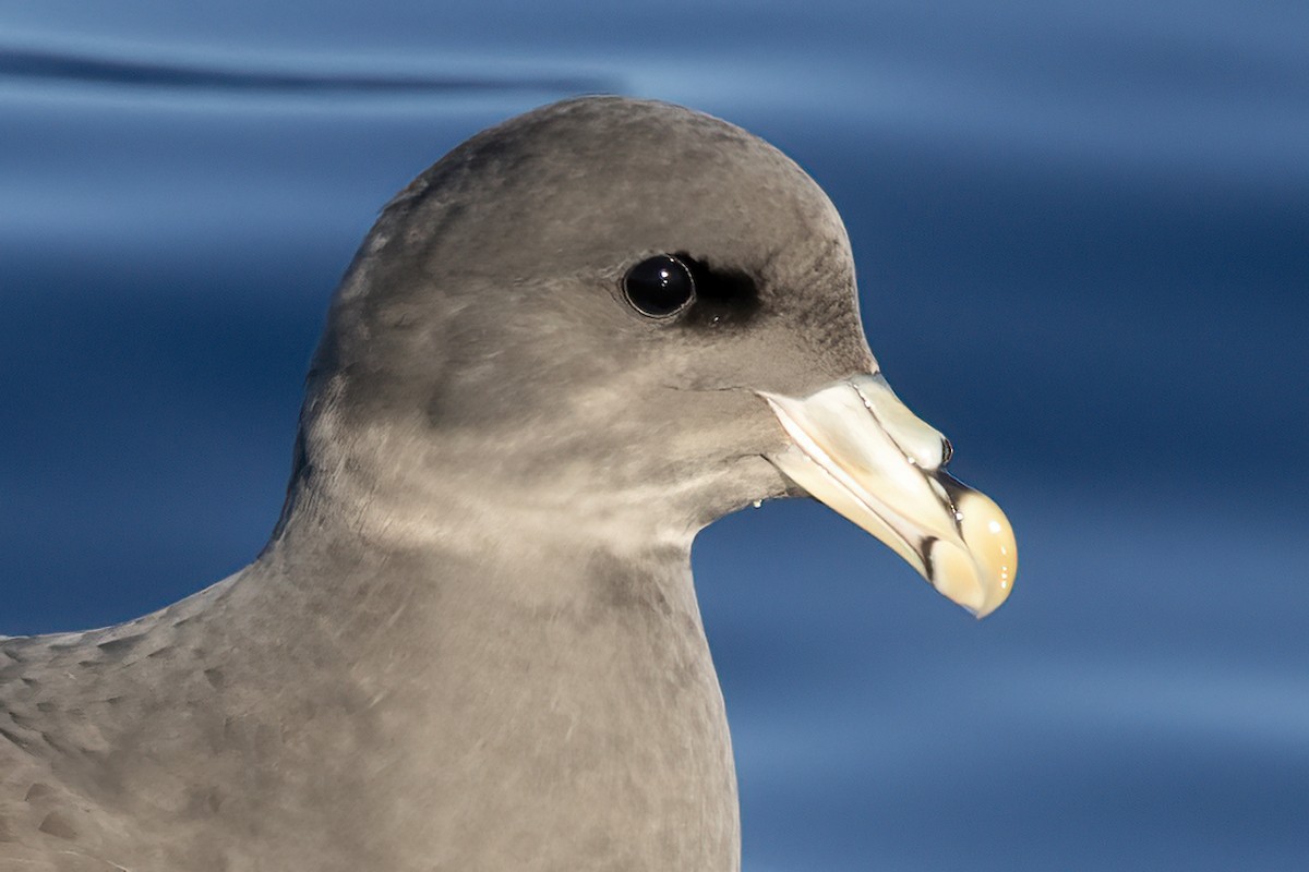 Northern Fulmar - ML627526911