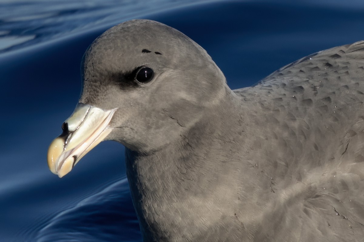 Northern Fulmar - ML627526912