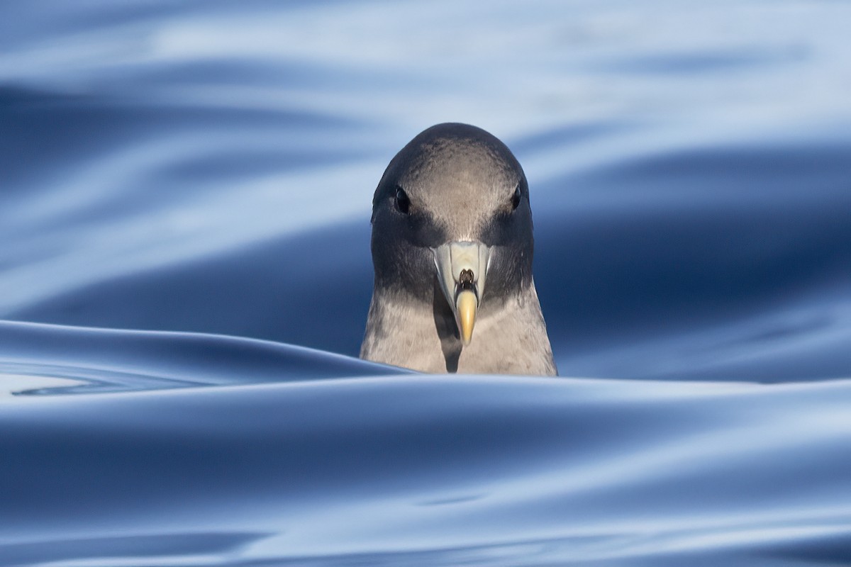 Northern Fulmar - ML627526915