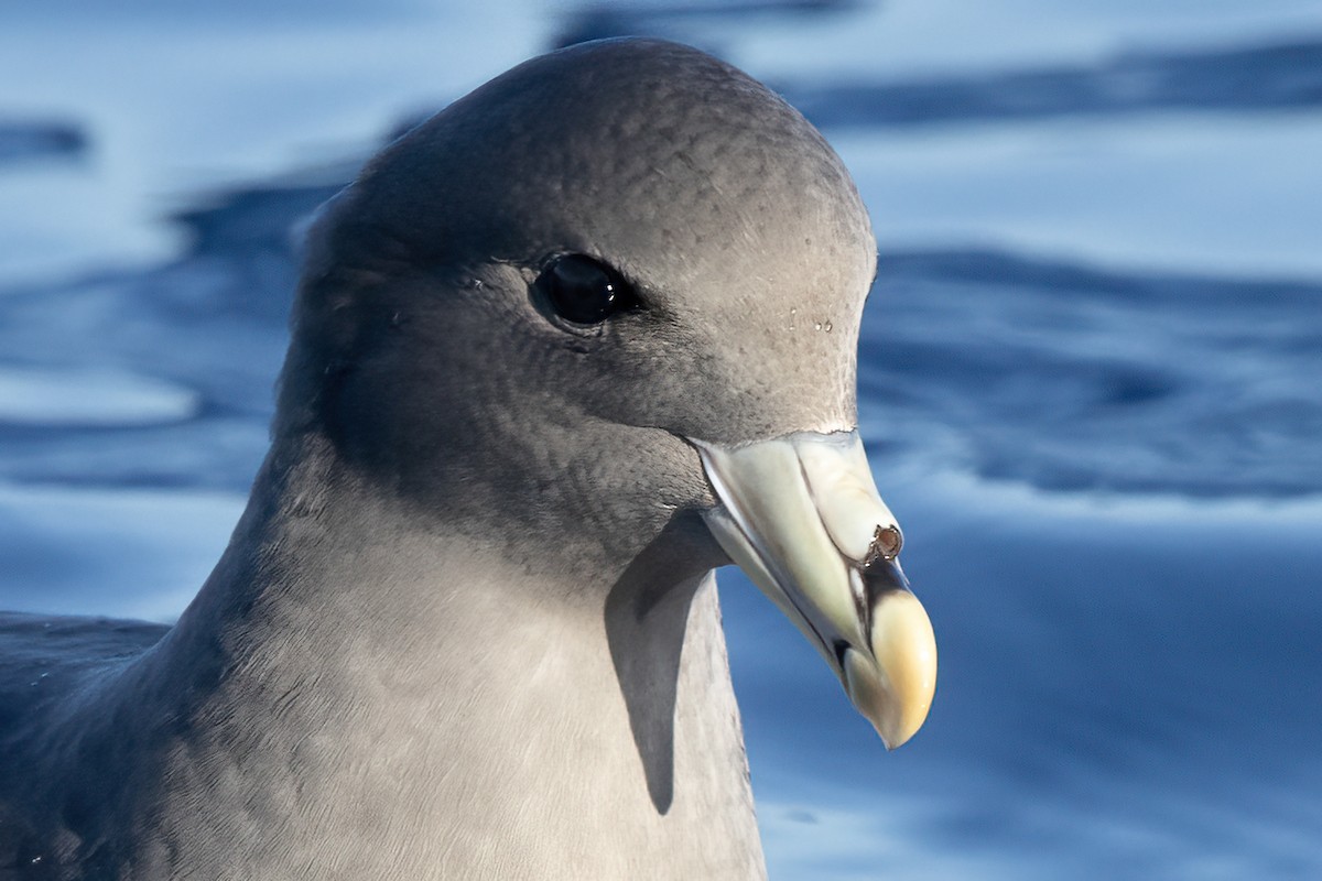 Northern Fulmar - ML627526916
