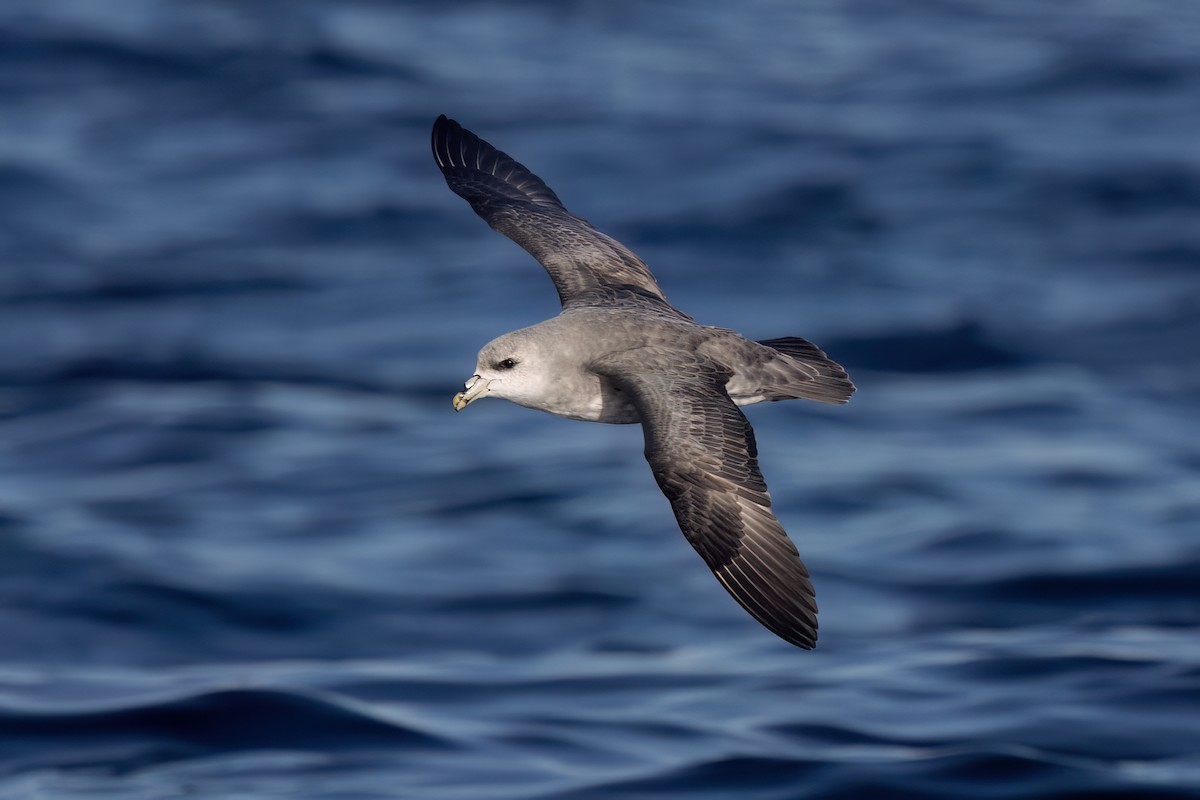 Northern Fulmar - ML627526917
