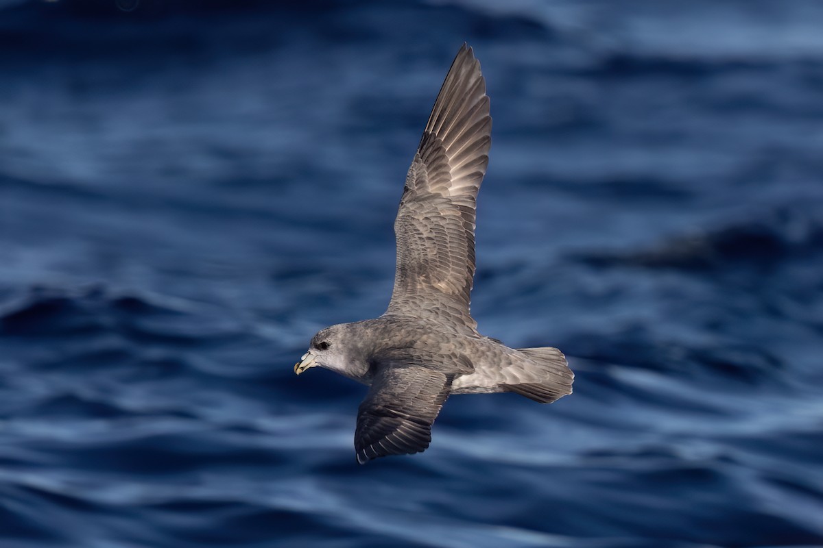 Northern Fulmar - ML627526918
