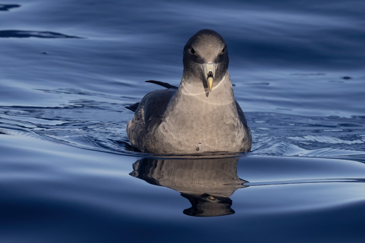 Northern Fulmar - ML627526919