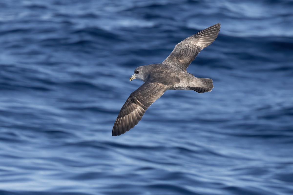 Northern Fulmar - ML627526920