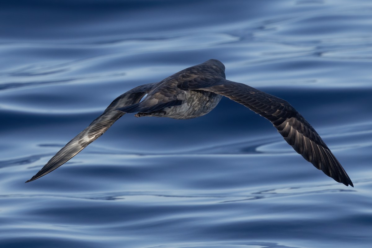 Northern Fulmar - ML627526921