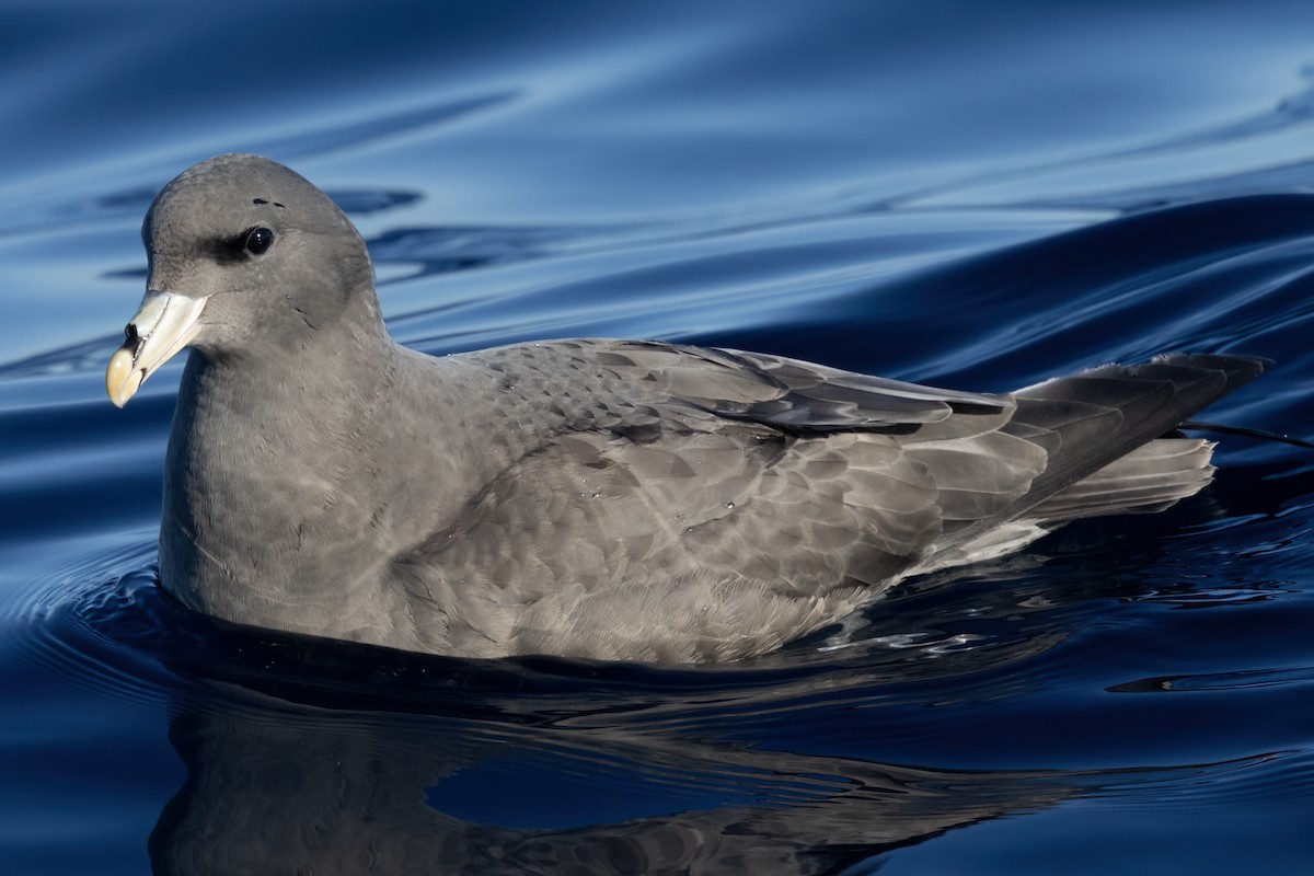 Northern Fulmar - ML627526922