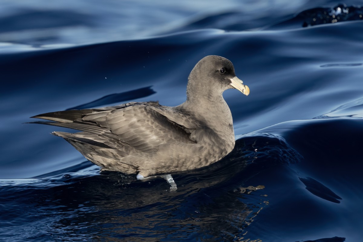 Northern Fulmar - ML627526923