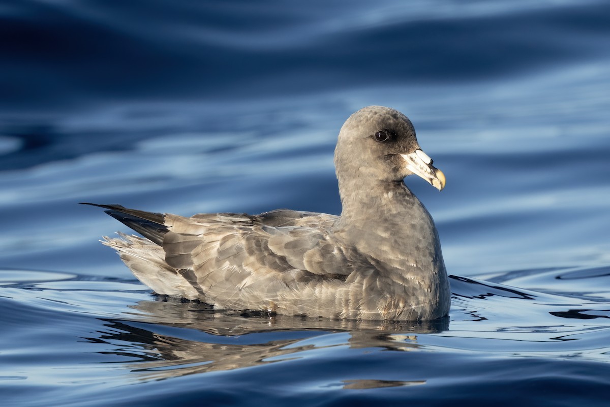 Northern Fulmar - ML627526924