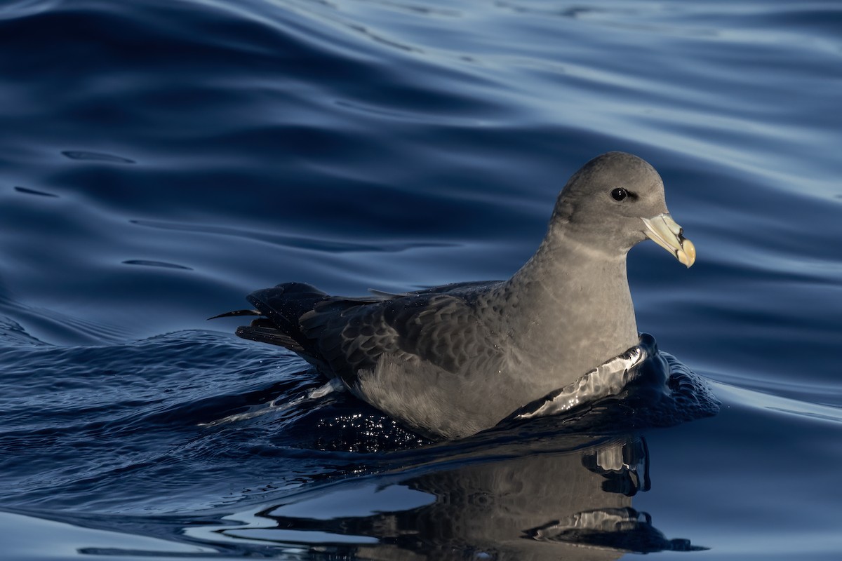 Northern Fulmar - ML627526925