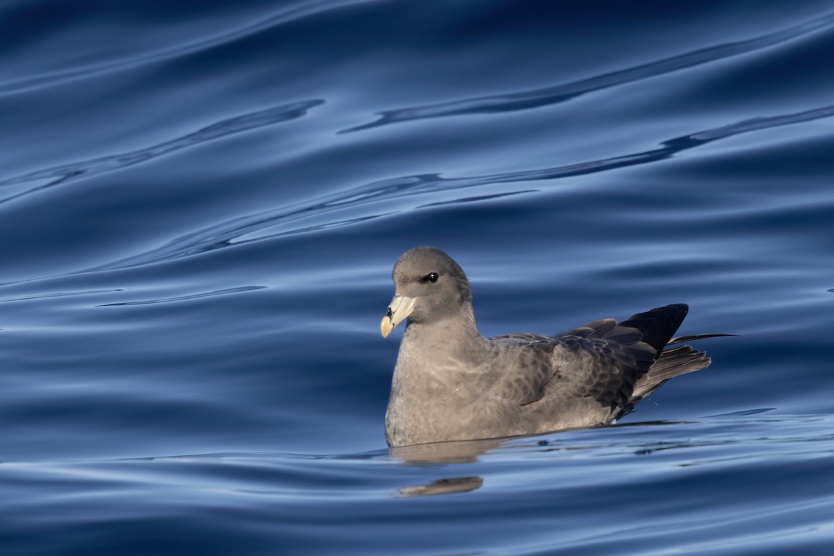 Northern Fulmar - ML627526926