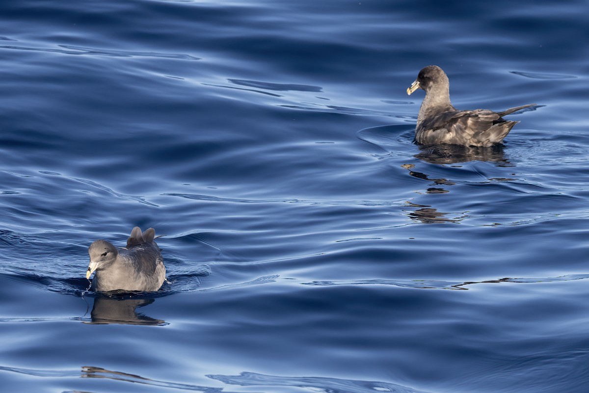 Northern Fulmar - ML627526928
