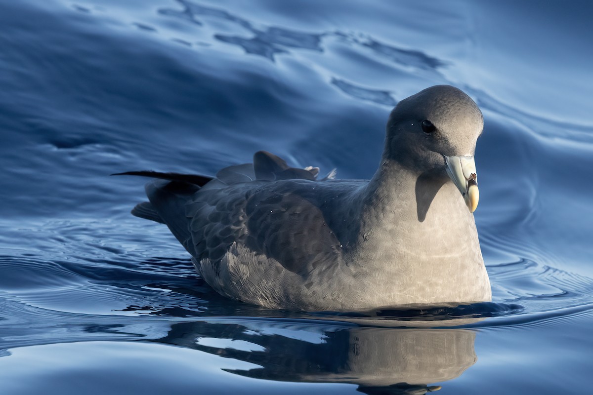 Northern Fulmar - ML627526929
