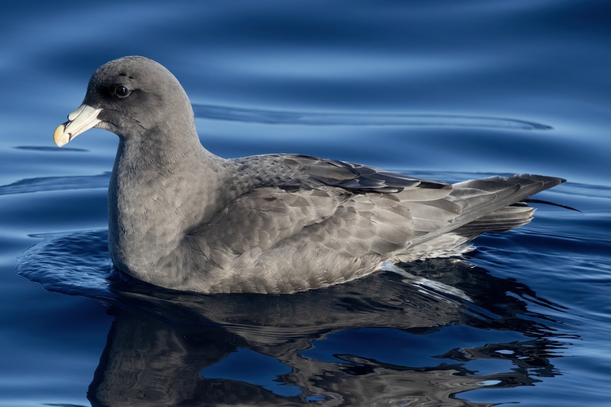 Northern Fulmar - ML627526930