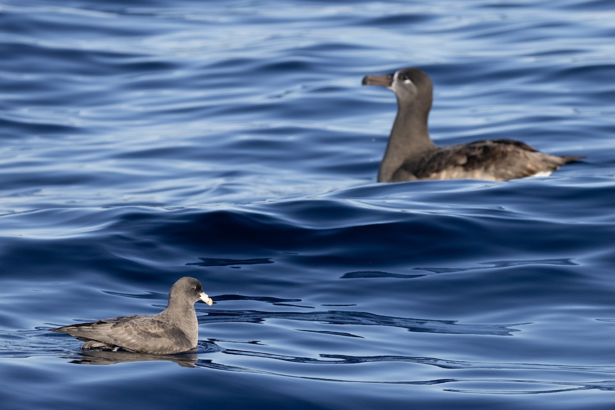 Northern Fulmar - ML627526931
