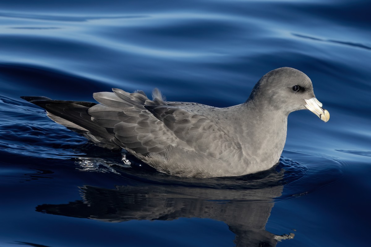 Northern Fulmar - ML627526932