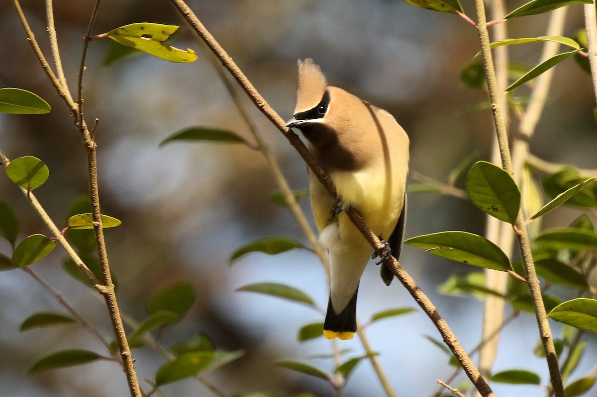 brkoslav americký - ML627526939