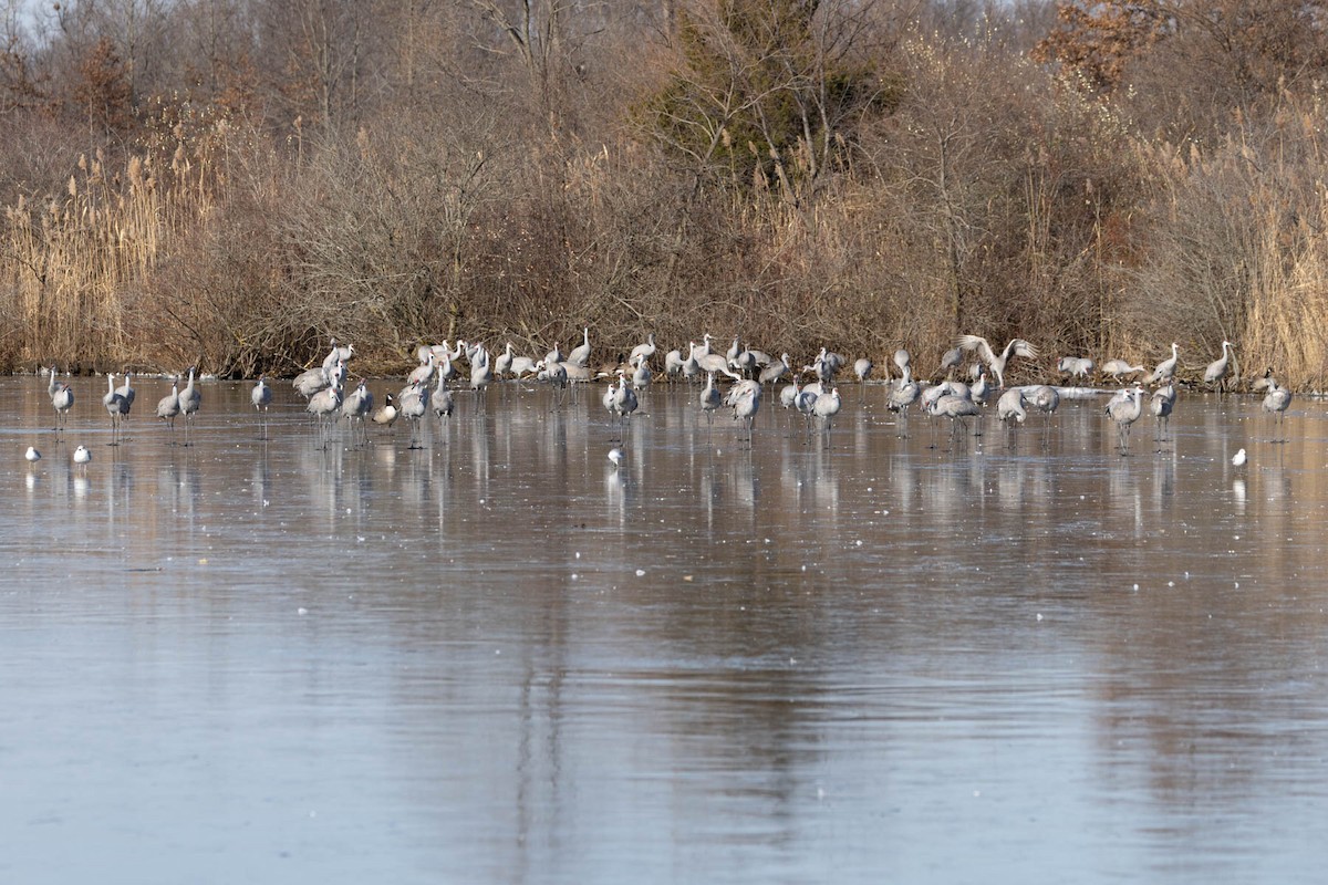Sandhill Crane - ML627526975