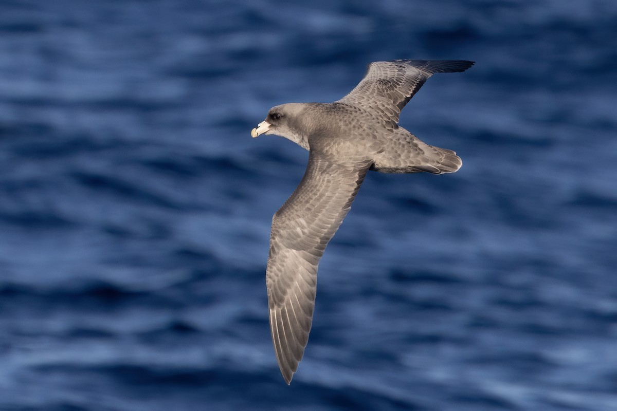 Northern Fulmar - ML627527011