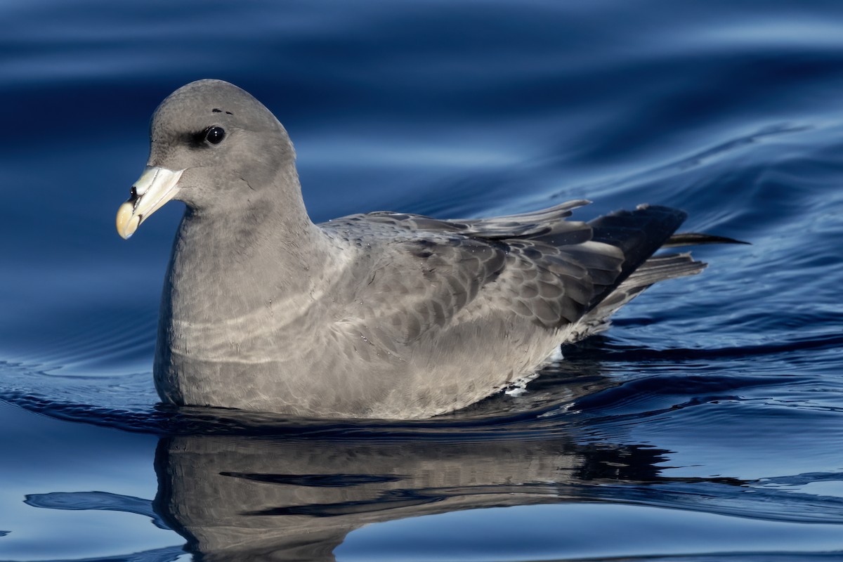 Northern Fulmar - ML627527012