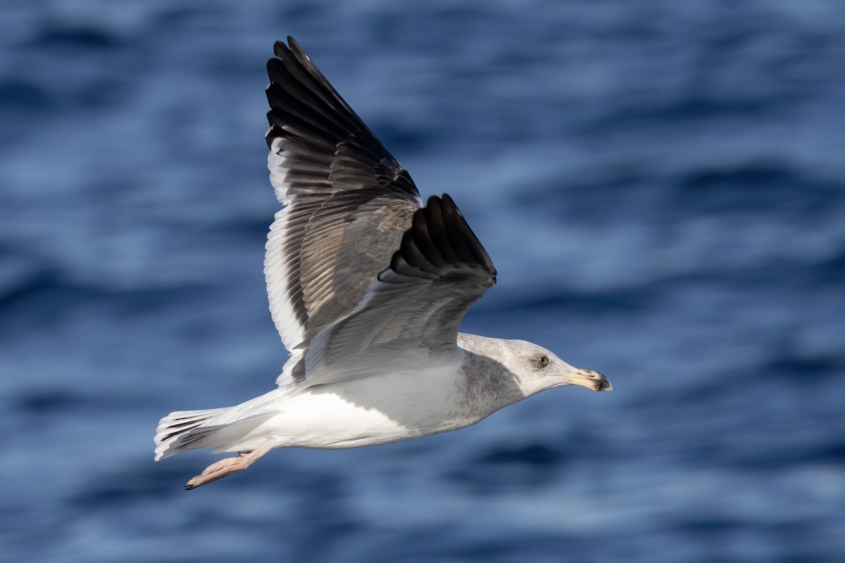 Western Gull - ML627527062