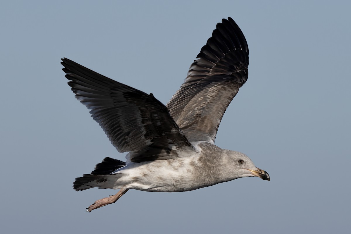 Western Gull - ML627527063